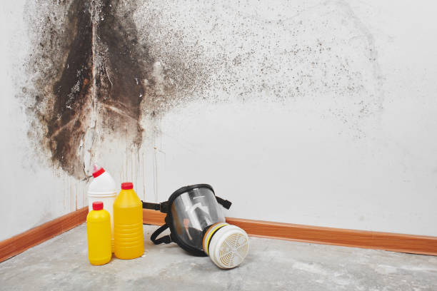 Best DIY Mold Remediation Support Services in Bushyhead, OK