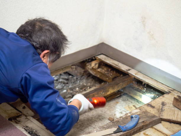 Best White Mold Remediation in Bushyhead, OK