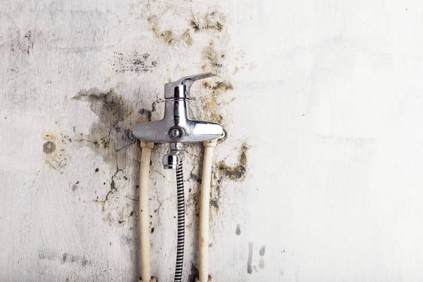 Best Industrial Mold Remediation in Bushyhead, OK