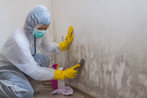 Best Health and Safety Mold Remediation in Bushyhead, OK