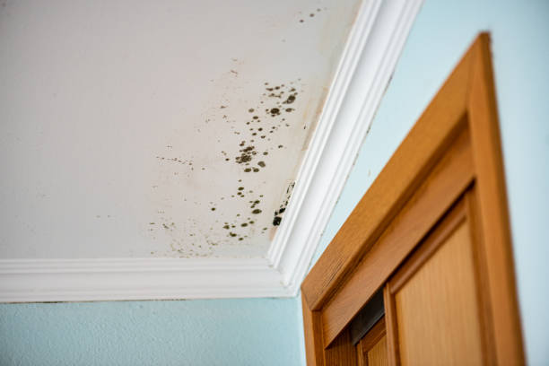 Best Commercial Mold Remediation in Bushyhead, OK