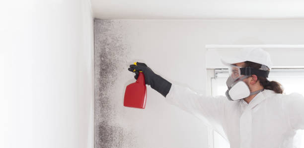 Best Mold Remediation for Specific Building Types in Bushyhead, OK