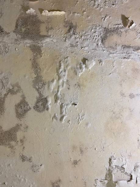 Best Mold Remediation for Schools in Bushyhead, OK