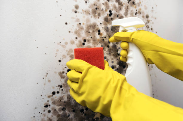 Bushyhead, OK Mold Remediation Company