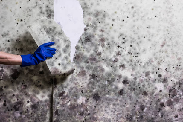 Best Emergency Mold Remediation in Bushyhead, OK