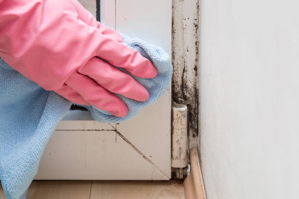 Best Crawl Space Mold Remediation in Bushyhead, OK