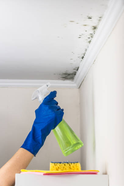 Best Preventive Mold Services in Bushyhead, OK