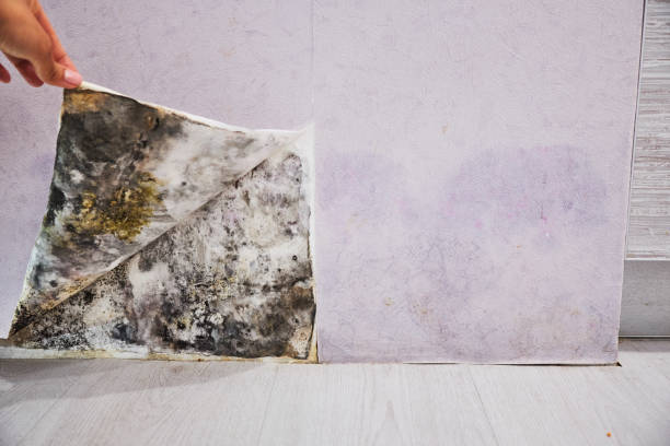 Best Post-Flood Mold Remediation in Bushyhead, OK